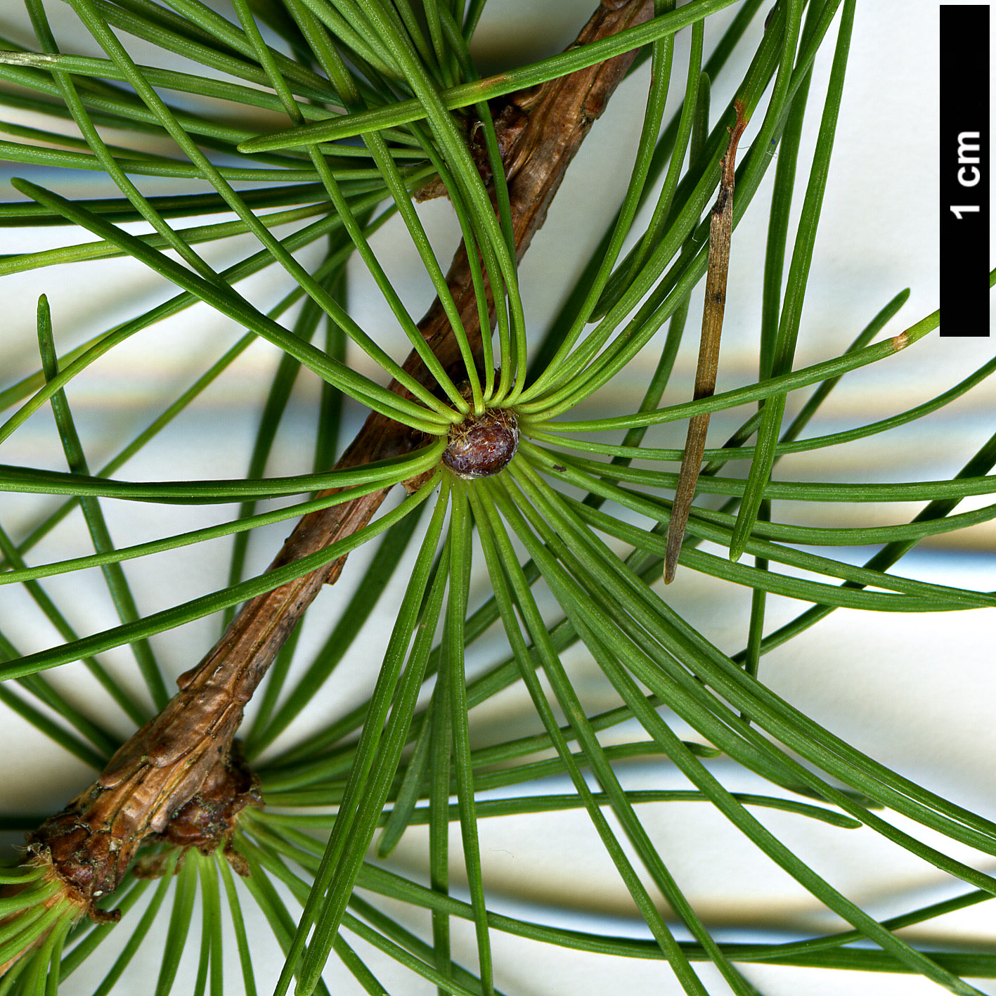 High resolution image: Family: Pinaceae - Genus: Larix - Taxon: ×pendula - SpeciesSub: (L.decidua × L.laricina)